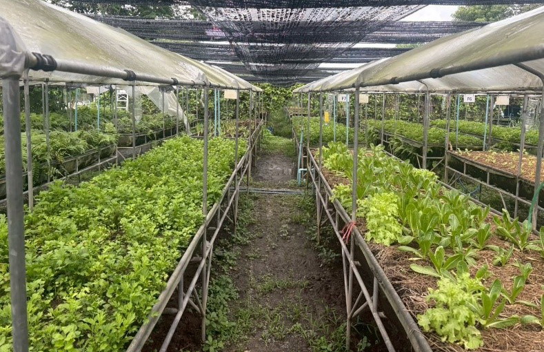 SmartPlant - ระบบรดน้ำผักอัจฉริยะ